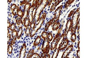 Immunohistochemistry analysis of paraffin-embedded mouse kidney using BRAF Polyclonal Antibody at dilution of 1:400. (BRAF Antikörper)