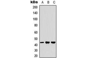 Western blot analysis of MFG-E8 expression in A549 (A), NS-1 (B), PC12 (C) whole cell lysates. (MFGE8 Antikörper  (Center))