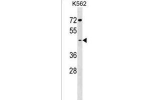 GCNT7 Antibody (C-term) (ABIN1537131 and ABIN2850089) western blot analysis in K562 cell line lysates (35 μg/lane).