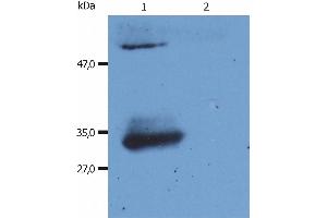 Western Blotting analysis (reducing conditions) of human IgG Fab fragment using anti-human IgG Fab fragment (4A11). (Maus anti-Human IgG (Fab Region) Antikörper (PE))