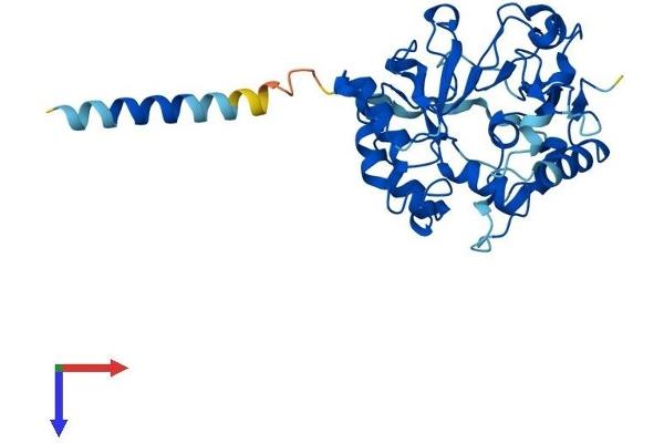 ST3GAL6 Protein (AA 1-331) (His tag)