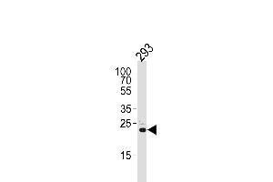 Western blot analysis of lysate from 293 cell line, using RSPO2 Antibody (C-term) (ABIN651457 and ABIN2840250). (RSPO2 Antikörper  (C-Term))