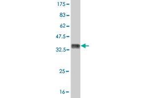 Western Blot detection against Immunogen (36. (MUSK Antikörper  (AA 301-400))