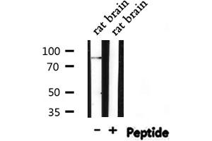 STAT3 Antikörper  (pSer727)