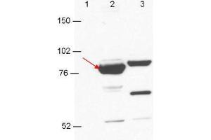 Anti-Esrp-1/2 antibody by western blot shows detection in 293T cell extracts. (Esrp-1/2 Antikörper)