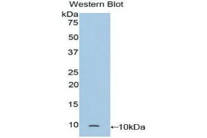 Western Blotting (WB) image for anti-Secretoglobin, Family 1A, Member 1 (Uteroglobin) (SCGB1A1) (AA 21-96) antibody (ABIN1173804) (SCGB1A1 Antikörper  (AA 21-96))