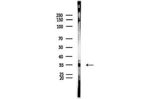 Western blot analysis of lysates from Mouse muscle, using TAS2R42 Antibody at 1/1000 dilution.