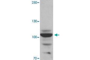 Western blot analysis of RAPGEF3 in rat skeletal muscle tissue with RAPGEF3 polyclonal antibody  at 1 ug/mL. (RAPGEF3 Antikörper  (N-Term))