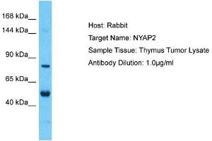 Host: Rabbit Target Name: NYAP2 Sample Tissue: Human Thymus Tumor Antibody Dilution: 1ug/ml (NYAP2 Antikörper  (Middle Region))
