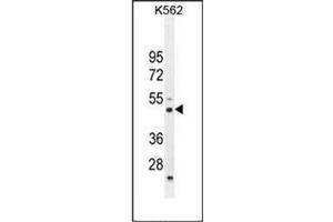 Western blot analysis of RBM43 antibody (N-term) in K562 cell line lysates (35ug/lane). (RBM43 Antikörper  (N-Term))