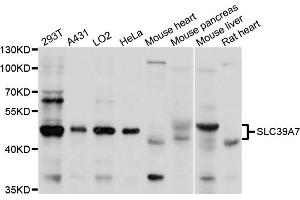 Western blot analysis of extracts of various cell lines, using SLC39A7 antibody (ABIN1874835) at 1:1000 dilution. (SLC39A7 Antikörper)