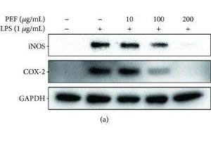 Effect of PEF on LPS-stimulated iNOS and COX-2 expression in RAW 264. (PTGS2 Antikörper  (AA 375-604))