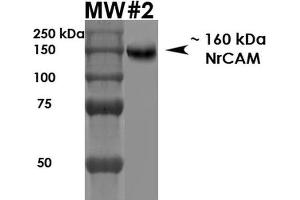 Western Blot analysis of Rat Brain Membrane showing detection of ~160 kDa NrCam protein using Mouse Anti-NrCam Monoclonal Antibody, Clone S364-51 . (NrCAM Antikörper  (Extracellular Domain) (Atto 594))