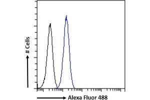 (ABIN185733) Flow cytometric analysis of paraformaldehyde fixed KNRK cells (blue line), permeabilized with 0. (CCM2 Antikörper  (Internal Region))