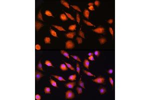 Immunofluorescence analysis of L929 cells using EXT2 Rabbit pAb (ABIN6130884, ABIN6140384, ABIN6140385 and ABIN6219129) at dilution of 1:100 (40x lens). (EXT2 Antikörper  (AA 80-340))