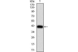 Western blot analysis using DDX3X mAb against human DDX3X (AA: 518-661) recombinant protein.