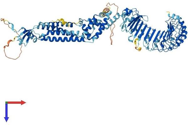 LRRC8C Protein (AA 1-803) (His tag)