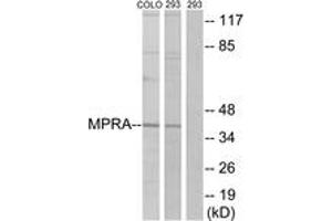 Western Blotting (WB) image for anti-Progestin and AdipoQ Receptor Family Member VII (PAQR7) (AA 297-346) antibody (ABIN2890894) (PAQR7 Antikörper  (AA 297-346))