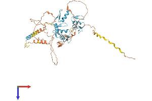 FEZF1 Protein (AA 1-475) (His tag)