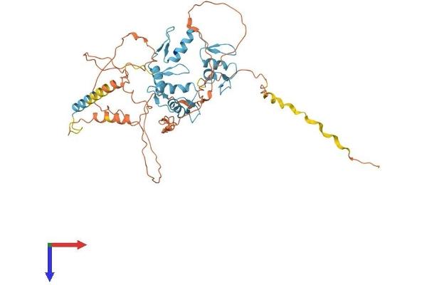 FEZF1 Protein (AA 1-475) (His tag)