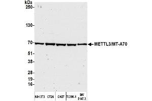 Western Blotting (WB) image for anti-Methyltransferase Like 3 (METTL3) (AA 1-50) antibody (ABIN7450445)