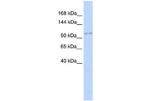 WB Suggested Anti-NEDD4 Antibody Titration:  0. (NEDD4 Antikörper  (Middle Region))