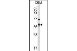 WDR25 Antibody (C-term) (ABIN657284 and ABIN2846372) western blot analysis in CEM cell line lysates (35 μg/lane). (WDR25 Antikörper  (C-Term))