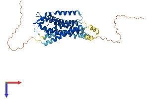 Oxytocin Receptor Protein (OXTR) (AA 1-388) (His tag)