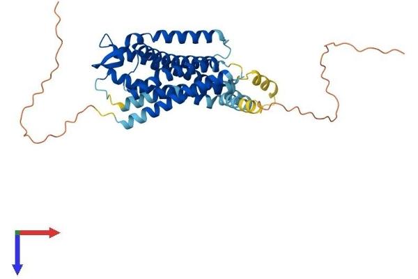 Oxytocin Receptor Protein (OXTR) (AA 1-388) (His tag)