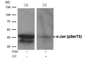 Western blot analysis of extracts from C6 cells, treated with PMA or calf intestinal phosphatase (CIP), using c-Jun (Phospho-Ser73) Antibody. (C-JUN Antikörper  (pSer73))