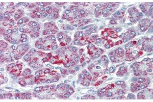 Immunohistochemistry with Human Pancrease lysate tissue at an antibody concentration of 5. (SLC39A5 Antikörper  (N-Term))