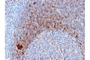 Formalin-fixed, paraffin-embedded human Tonsil stained with CD79b Mouse Monoclonal Antibody (B29/123). (CD79b Antikörper  (C-Term))