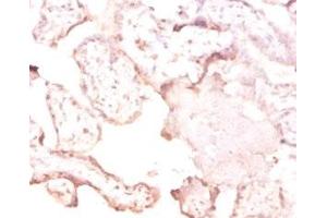 Immunohistochemistry of paraffin-embedded human placenta tissue using ABIN7166803 at dilution of 1:50