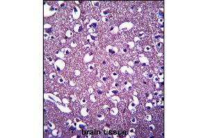 PCDHGA3 Antibody (Center) (ABIN657534 and ABIN2846552) immunohistochemistry analysis in formalin fixed and paraffin embedded human brain tissue followed by peroxidase conjugation of the secondary antibody and DAB staining. (PCDHGA3 Antikörper  (AA 284-311))