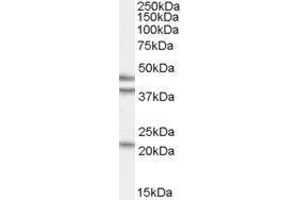 Western Blotting (WB) image for GA-Binding Protein Subunit beta-2 (GABPB2) peptide (ABIN369369) (GA-Binding Protein Subunit beta-2 (GABPB2) Peptid)