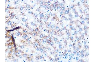 Immunohistochemistry of paraffin-embedded rat liver using NDUFS3 Rabbit mAb (ABIN7268820) at dilution of 1:100 (40x lens). (NDUFS3 Antikörper)