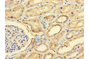 Immunohistochemistry of paraffin-embedded human kidney tissue using ABIN7165534 at dilution of 1:100 (FAM71A Antikörper  (AA 381-594))
