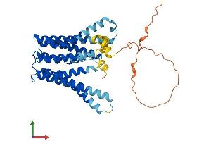 AlphaFold protein structure predicition of Human Recombinant TMEM185A Protein, UniprotID Q8NFB2