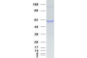 Validation with Western Blot (KPNA2 Protein (Myc-DYKDDDDK Tag))