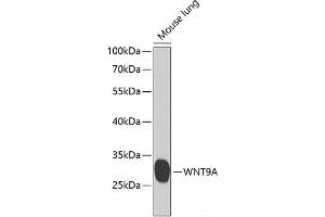 Western blot analysis of extracts of Mouse lung using WNT9A Polyclonal Antibody at dilution of 1:1000. (WNT9A Antikörper)