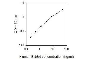 ELISA image for V-Erb-A erythroblastic Leukemia Viral Oncogene Homolog 4 (Avian) (ERBB4) ELISA Kit (ABIN4882769) (ERBB4 ELISA Kit)