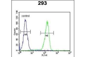 KCT2 Antibody (Center) (ABIN651775 and ABIN2840395) flow cytometric analysis of 293 cells (right histogram) compared to a negative control cell (left histogram). (KCT2 Antikörper  (AA 123-150))