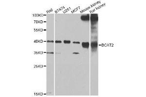 BCAT2 Antikörper  (AA 20-200)