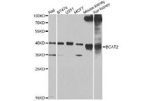 Western blot analysis of extracts of various cell lines, using BCAT2 Antibody. (BCAT2 Antikörper  (AA 20-200))
