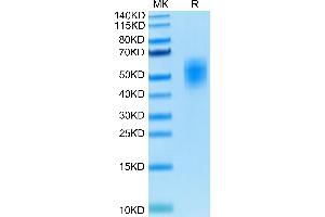 Human DNAM-1 on Tris-Bis PAGE under reduced condition. (CD226 Protein (CD226) (AA 19-247) (His-Avi Tag))