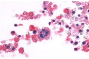 Anti-CD97 antibody  ABIN1048418 IHC staining of human bone marrow.