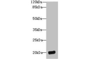 Western blot All lanes: DEFB129 antibody at 8 μg/mL + HL60 whole cell lysate Secondary Goat polyclonal to rabbit IgG at 1/10000 dilution Predicted band size: 21 kDa Observed band size: 21 kDa (DEFB129 Antikörper  (AA 20-183))
