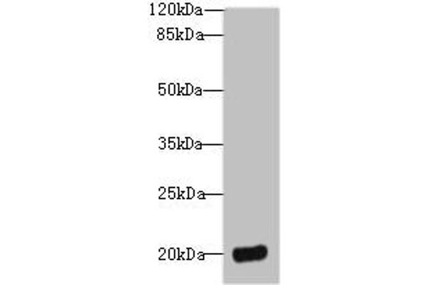 DEFB129 anticorps  (AA 20-183)