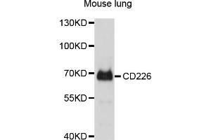 Western blot analysis of extracts of mouse lung, using CD226 antibody (ABIN4903182) at 1:1000 dilution. (CD226 Antikörper)
