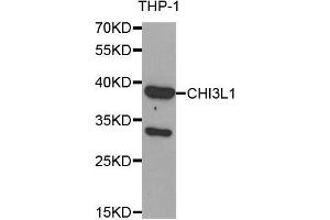 Western Blotting (WB) image for anti-Chitinase 3-Like 1 (Cartilage Glycoprotein-39) (CHI3L1) (AA 22-240) antibody (ABIN1679215) (CHI3L1 Antikörper  (AA 22-240))